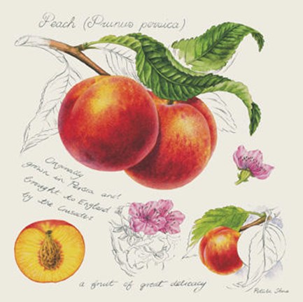 Framed Peach With Nectarine Print