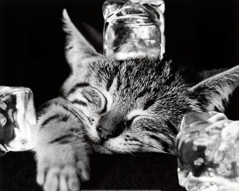 Framed Cool Cat II Print