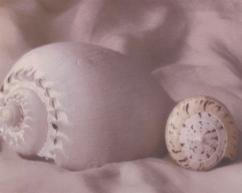 Framed Shell Sonnet II Print