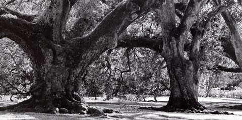 Framed Photography I Print