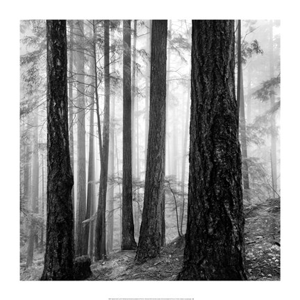 Framed Photography Print