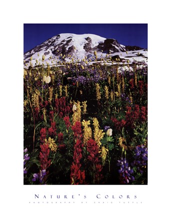 Framed Mt. Rainier Print