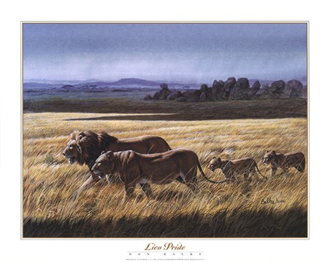 Framed Lion Pride Print