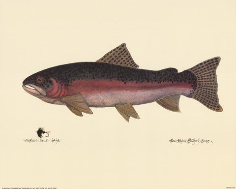 Framed Steelhead Trout Print