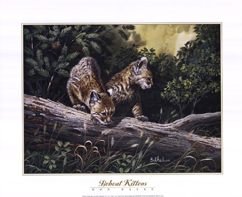 Framed Bobcat Kittens Print