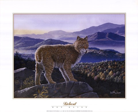 Framed Bobcat Print