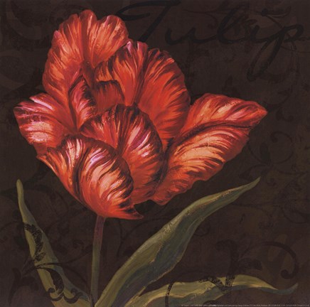 Framed Tulipa I Print