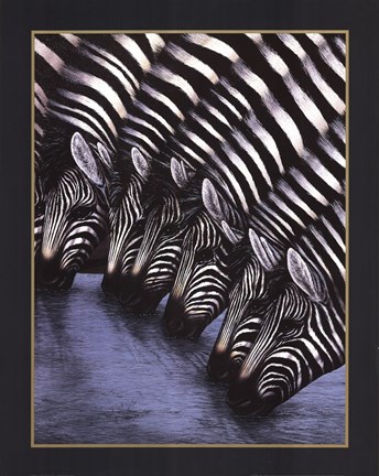 Framed Zebra's Watering Hole Print