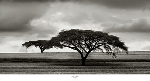 Framed Acacia Trees Print