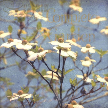 Framed Dogwood I Print