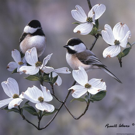 Framed Chickadee Print
