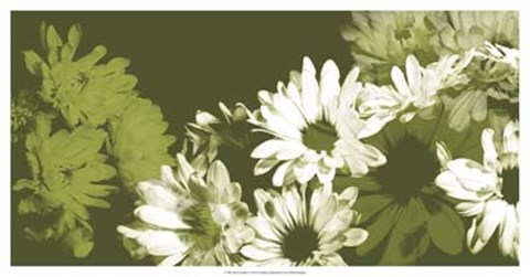 Framed Daisy Garden I Print