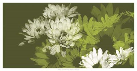 Framed Daisy Garden II Print