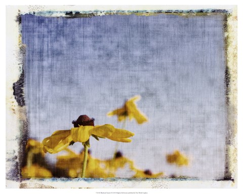Framed Blackeyed Susans I Print
