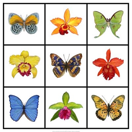 Framed Exotic 9-patch Print