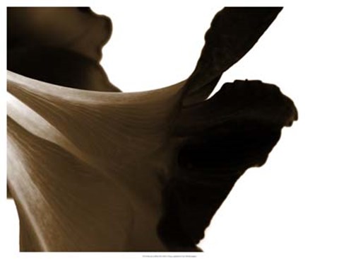 Framed Reveal on White II Print