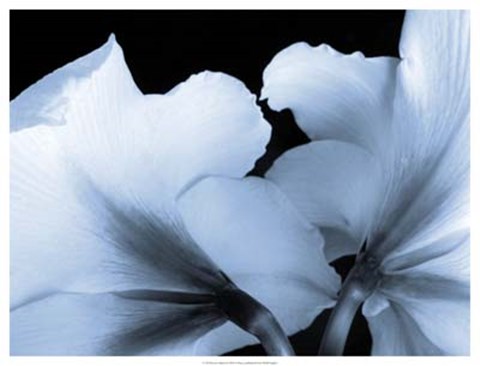 Framed Reveal on Black I Print