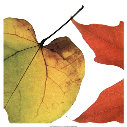 Framed Inflorescent Leaves I Print