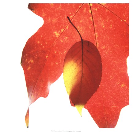 Framed Inflorescent Leaves IV Print