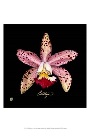 Framed Vivid Orchid III Print