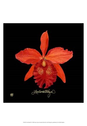 Framed Vivid Orchid IX Print