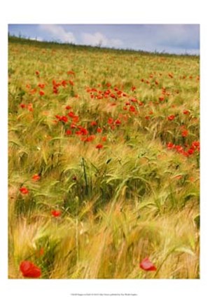 Framed Poppies in Field I Print