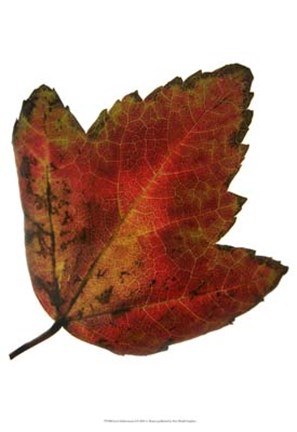 Framed Leaf Inflorescence I Print