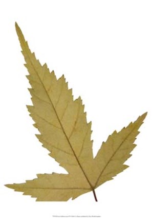 Framed Leaf Inflorescence IV Print