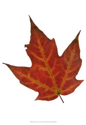 Framed Leaf Inflorescence V Print