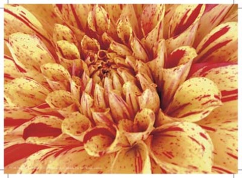 Framed Mini Graphic Dahlia III Print