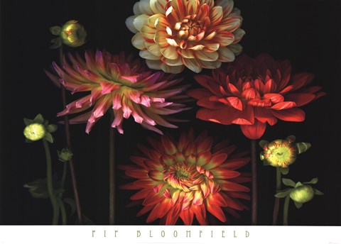 Framed Dahlia Garden Print