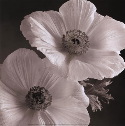 Framed Poppy Study I Print