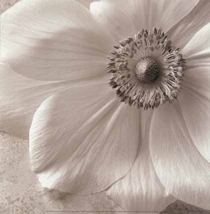 Framed Poppy Study II Print