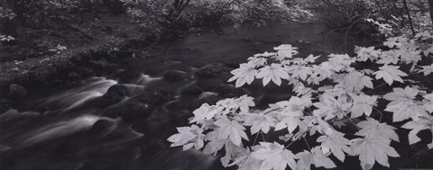 Framed Fall Glory Print