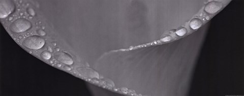 Framed Spring Dew Print