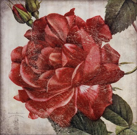 Framed Rose Flower Print
