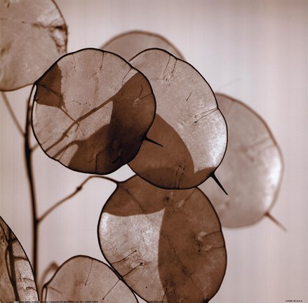 Framed Silver Dollars Print