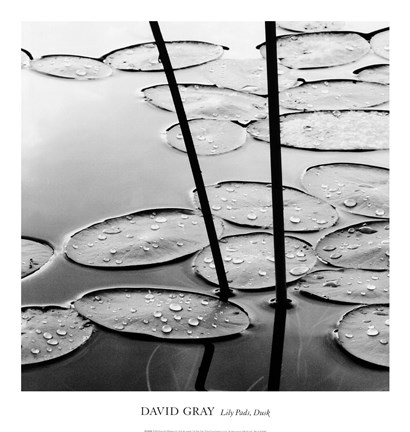 Framed Lily Pads, Dusk Print