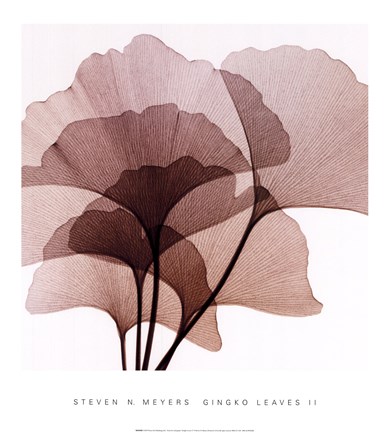 Framed Ginko Leaves II Print
