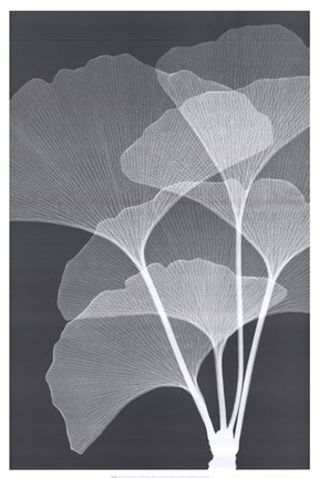 Framed Ginkos I Print