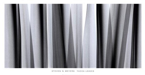 Framed Yucca Leaves Print