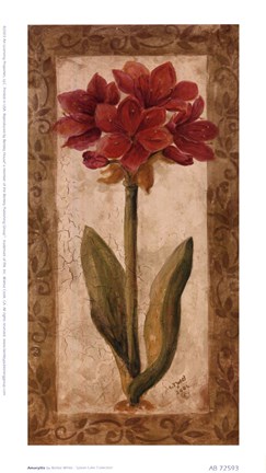 Framed Amaryllis Print