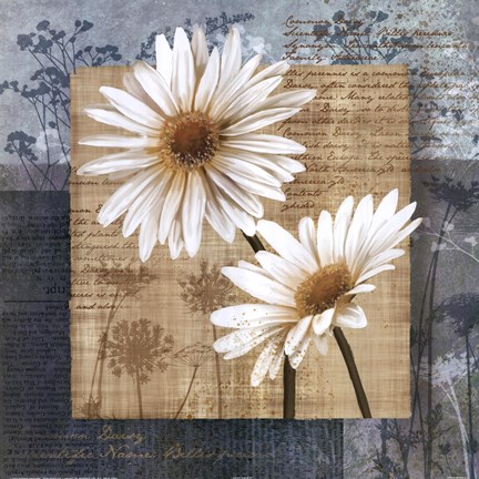 Framed Daisy Field II Print