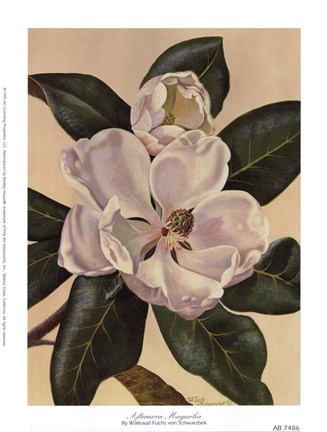 Framed Afternoon Magnolia Print