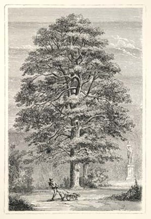 Framed Terry&#39;s Trees I Print