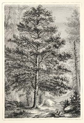 Framed Terry&#39;s Trees III Print