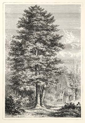 Framed Terry&#39;s Trees IV Print