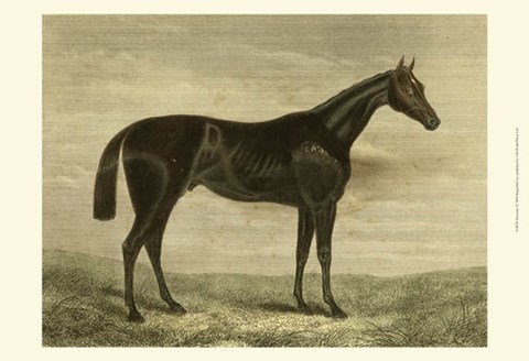 Framed Pretender Print