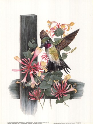 Framed Honeysuckle Nectar Print
