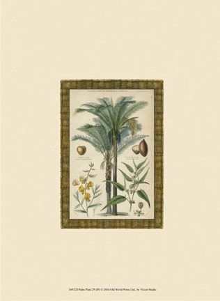 Framed Palm Plate 29 (IP) Print